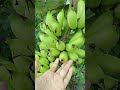 BUAH PISANG SUSU MULAI MATANG DI POHON #bananatrees #indonesianfruit #village