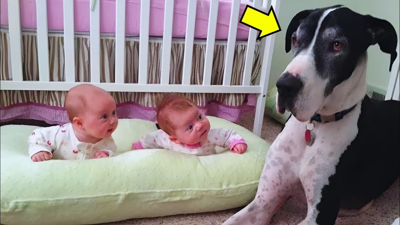 Giant Dog Meets Newborn Twins - What Happens Next Will Melt Your Heart