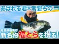 あばれる君が荒ぶる海で"福とら"を獲る！福島県相馬市の新名物天然トラフグの過酷な漁に密着【常磐もの】