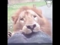 فيديو الاسد المضحك 