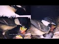 Geat Tit Birds Fathers Still Serve Their Children And Mothers In The Nest Review Bird Nest Geat Tit Birds Fathers Still Serve Their Children And Mothers In The Nest Review Bird Nest