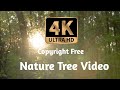 4k HD:Free Natute Tree Video ।। Free to use ।।copyright free video