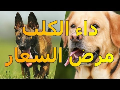 فيديو: كيف يصاب الكلب بداء الكلب؟