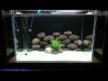 freshwater aquarium setup 2018