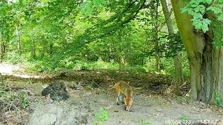 A Sneezing Fox