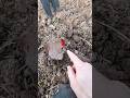 Интересная находка!  #золото #metaldetecting #shortvideo #коп #поиск #metaldetector #клад  #shorts