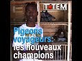 Maniane élève les meilleurs pigeons de Dakar : "Pitakh dina nène, domou pitakh dina nène."