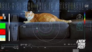 How NASA streamed a video of a cat named Taters from deep space