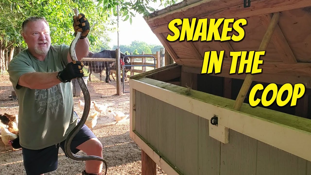 Snakes in the Chicken Coop YouTube