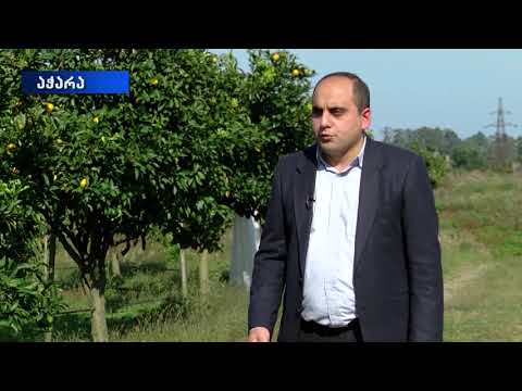 როგორ მიმდინარეობდა აზიური ფაროსანას წინააღმდეგ ღონისძიებები აჭარის ავტონომიურ რესპუბლიკაში