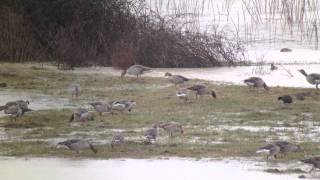 Greylag Geese at Loza Reservoir