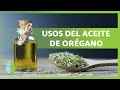 ACEITE de ORÉGANO 🌿 ¡PROPIEDADES, para qué sirve, CÓMO HACERLO y contraindicaciones! 💚