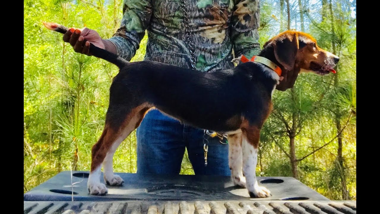 Harley & Levi Puppy Training Benson's Kennel YouTube