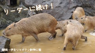 リーダーのカピバラに続け【伊豆シャボテン動物公園】