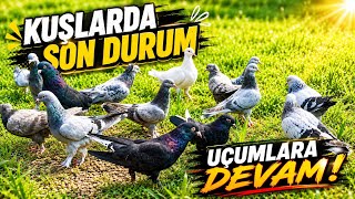 Damızlık Uçum Kuşları ve Yavrularda Son Durum 🕊️ Yeni Yavrular Büyüyor 💪 Taklacı Güvercin Oyunkuşu