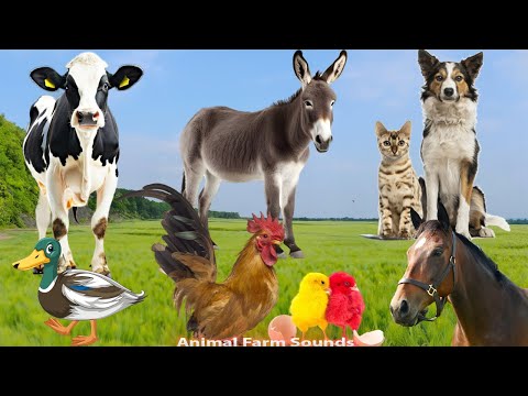 видео: Explore The Zoo Around Us: Cow, Cat, Horse, Monkey, Pig, Elephant, Goat - Animal Paradise