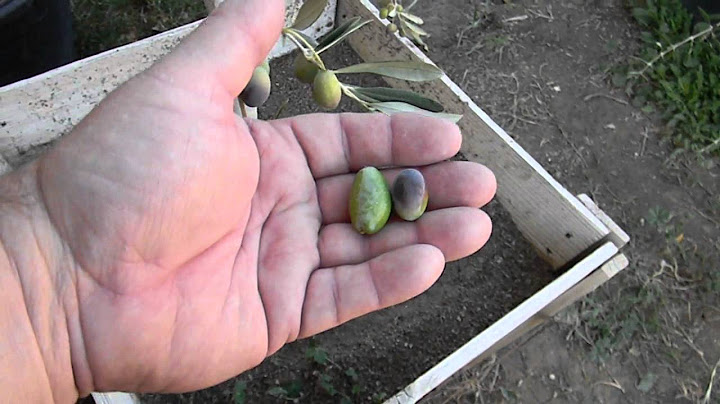 Coratina Italian Olive Tree