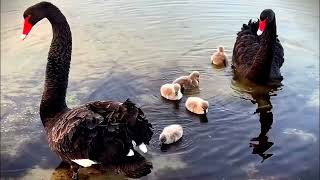 Black Swan Family killed.....Read below for full Details🥹 by Think About 99 views 2 months ago 1 minute, 16 seconds