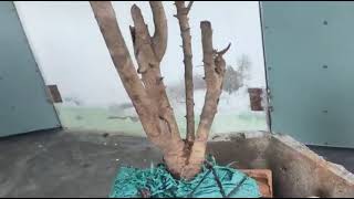 M468 gl cây hải châu 250k LH 0707713796 Khương bonsai 