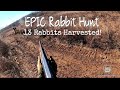 Epic Rabbit Hunt on the Farm! | 13 Rabbits Harvested