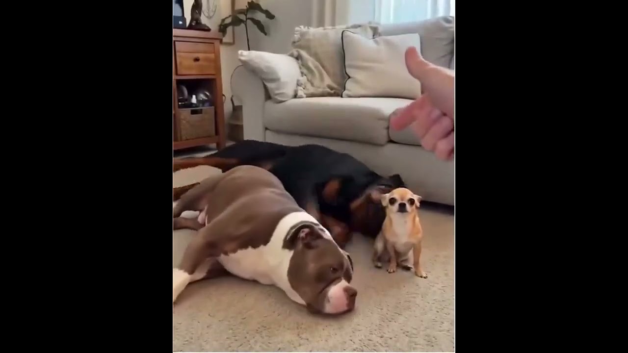 "The audacity of Dog 3 to negotiate his performance fee."