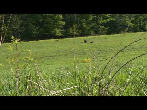 Turkey hunting PA 2010. Zacks first spring bird.