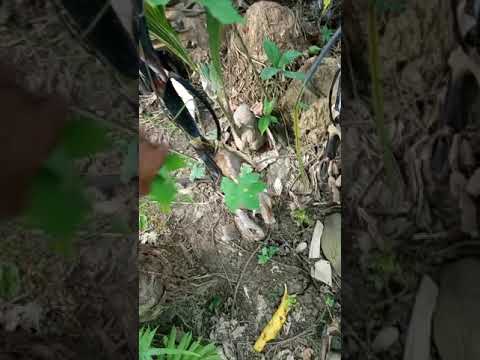 Pisang Hitam || black banana #Shorts