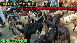 ২০২৫ সালের কোরবানি উপলক্ষে ছাগলের দাম দর জানুন||ধাপের হাট বগুড়া||Goat price bd-2025||ছাগলেন দাম দর||