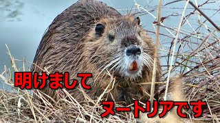 明けましてヌートリアです! The Nutria 明けましてヌートリアです! The Nutria