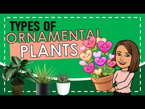 TYPES OF ORNAMENTAL PLANTS