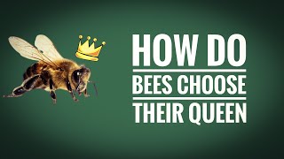 HOW DO BEES CHOOSE THEIR QUEEN