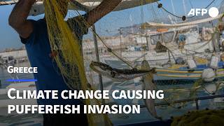 Greek Fishermen Struggle With Invasive Pufferfish Afp