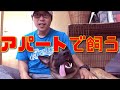 大型犬【自宅での過ごし方ポイント】こんな感じで小さなアパートで大型犬マリノアを飼っています。