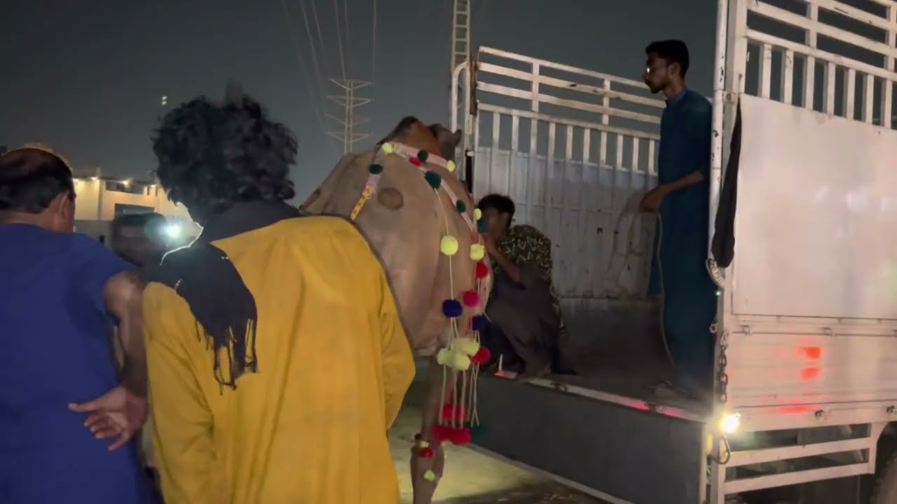 EXCLUSIVE ANGRY Camel Loading Video - Loading of Camel - Runaway Camel at Camel Market 23 July 2022
