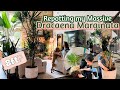 Repotting my 8ft tall DRACAENA MARGINATA | new plant