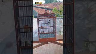 Download Lagu THE SONG OF A BLOODY KACER TURNS OUT TO BE GOOD MP3