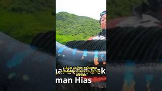 Jenis Ikan Gabus Terbesar