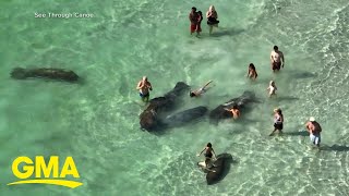 Tourists caught harassing manatees in Florida l GMA