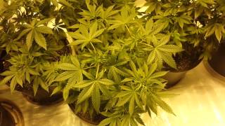 Flower Room is Up and Running Again