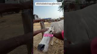जीपीजी प्रोटोकॉल के बाद कृत्रिम गर्भाधान #animalcare