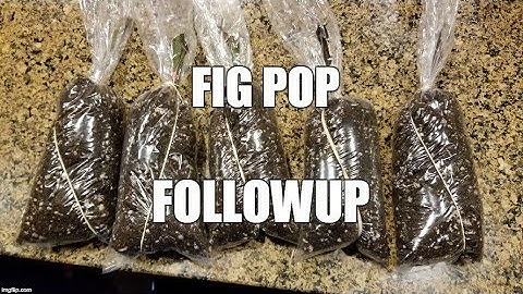 How to Root Figs 2: The Fig Pop Method - Fig Pop followup + Benefits