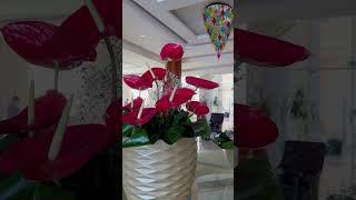 Pickalbatros Royal Moderna Resort. Sharm el Sheikh. Egypt. Red Sea. Египет. Роял Альбатрос Модерна.