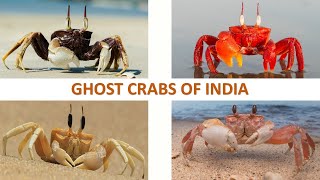 Ghost Crabs of India 🇮🇳 | Marine Crabs | Decapods l Crustacean