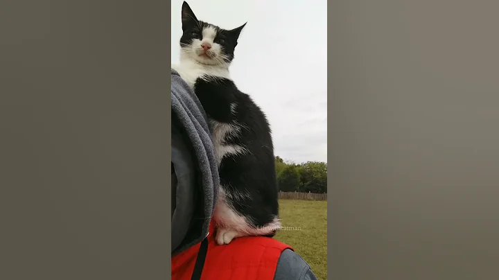 Video 4480961: cat funny pets love, cat loves walking