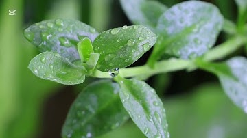 تلاوة تراويح من سورة الانفال للقارىء هشام المزروع #اكسبلور #راحة_نفسية #تيك_توك #nature #ترند