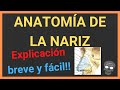 Anatomía de la nariz 👃(EXPLICACIÓN BREVE Y SENCILLA!)