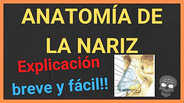 ¿Cuál es la base de la nariz?