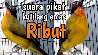 suara pikat kutilang emas ribut