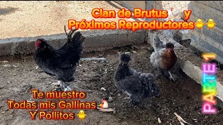 Te Muestro TODAS mis GALLINAS, Gallos y Próximos REPRODUCTORES | Parte 1 #farmerlife #granja #brutus