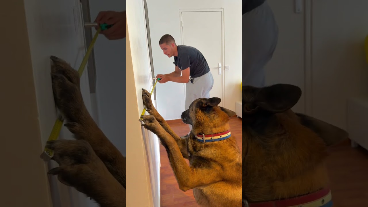 Seven le Bricoleur 😂😂 #chien #malinois
